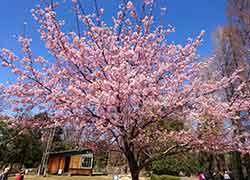 ＡＬＳＯＫケアホームさいたま中浦和の別所沼公園の桜